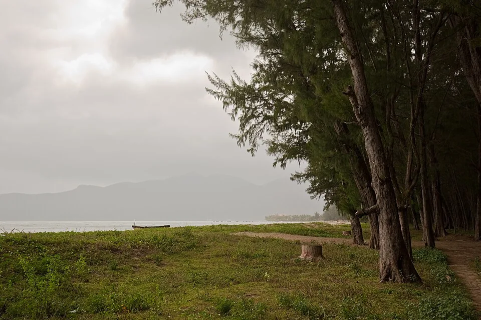 Bomen langs de kust van Côn Sơn in de Côn Đảo-archipel