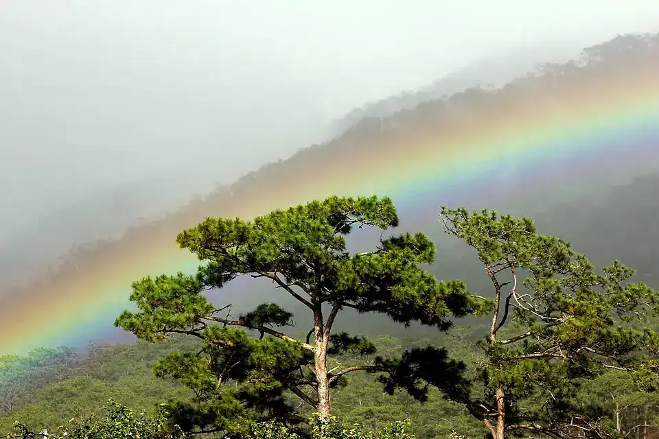 Pine trees and rainbow in Bidoup–Núi Bà