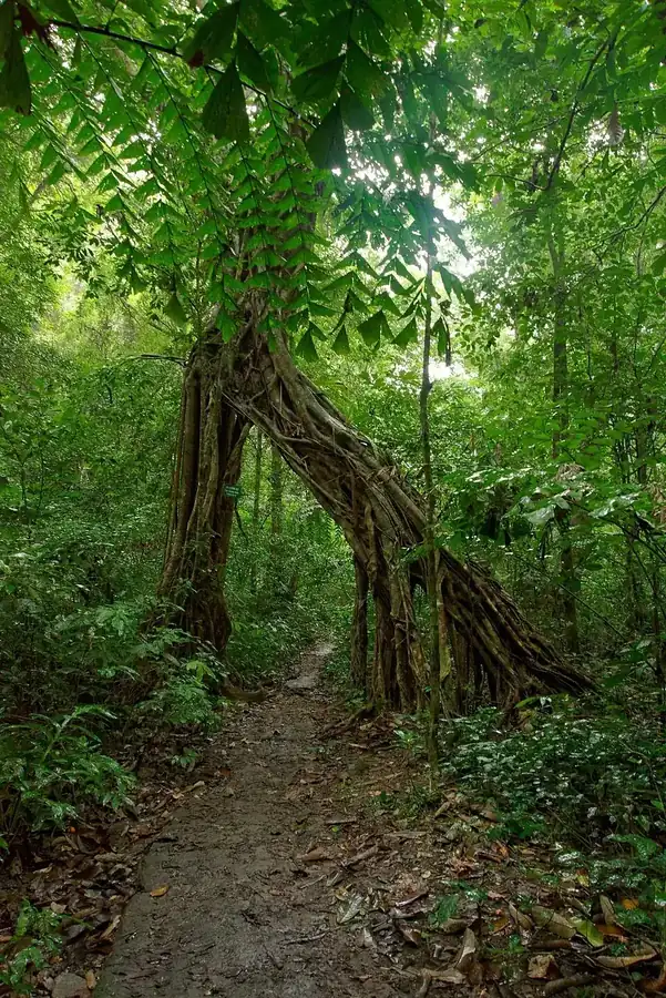 Forest and walking path in Cát Bà National Park