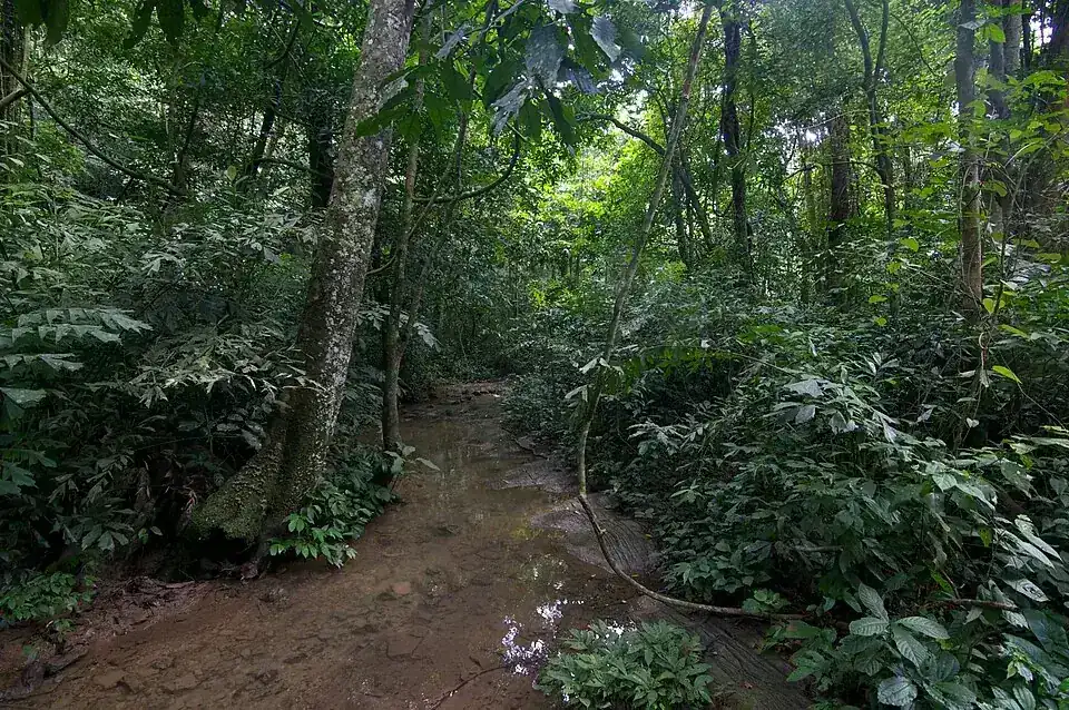 Path through the forest of Cúc Phương